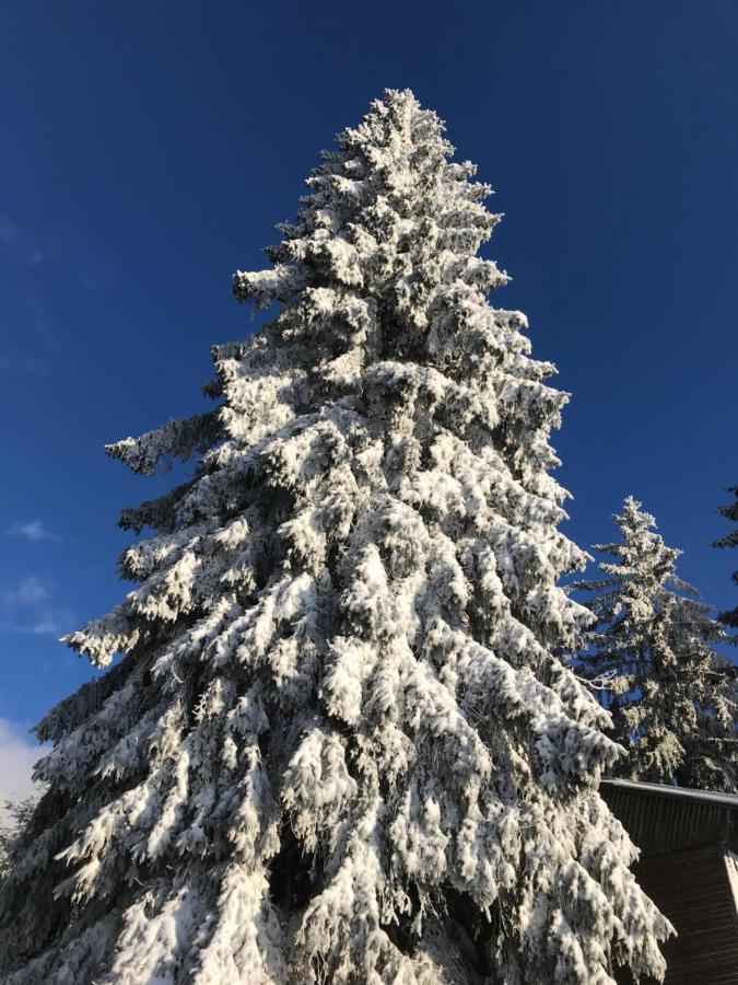 Ubytovani U Potoka Destne v Orlickych horach Buitenkant foto
